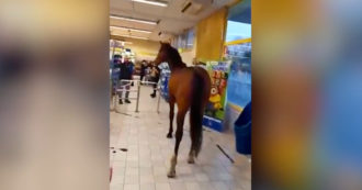 Copertina di Sassari, cavallo entra nel supermercato e gira tra gli scaffali: paura tra i clienti – Video