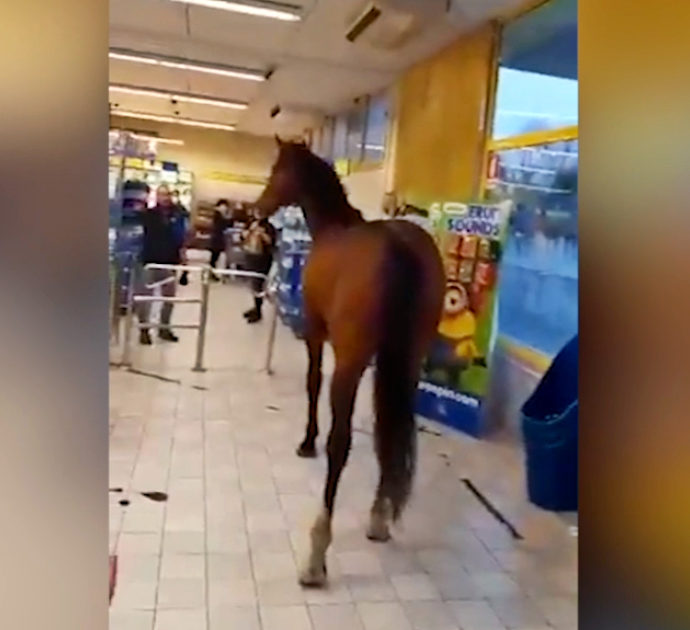 Sassari, cavallo entra nel supermercato e gira tra gli scaffali: paura tra i clienti – Video