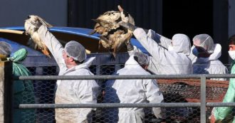 Copertina di Influenza aviaria, è la più grande epidemia di sempre in Europa: 48 milioni di uccelli abbattuti