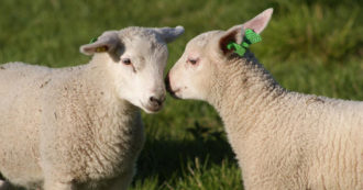 Copertina di A Pasqua facciamo una scelta di pace: non mangiamo carne