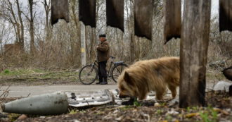 Animali in fuga dalla guerra: missione per salvarli da fame e abbandono
