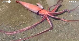 Copertina di Giappone, un calamaro gigante arriva vivo a riva: misura oltre tre metri. Le incredibili immagini