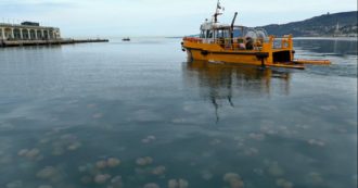 Copertina di Trieste, eccezionale invasione di meduse: il mare pieno di migliaia di esemplari – il video