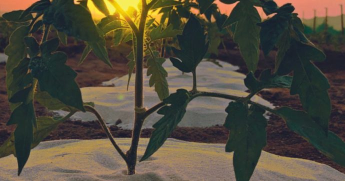 Come far crescere piante di pomodoro, grano e orzo nelle zone desertiche. Lo studio