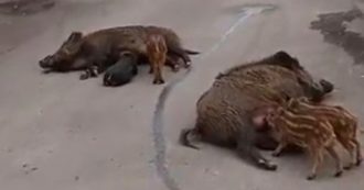 Copertina di I cinghiali ancora padroni di Roma (solo in cronaca)