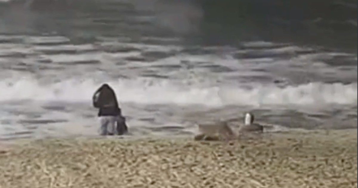 Coyote attacca una bambina di due anni che giocava sulla spiaggia: ricoverata in ospedale con ferite alla testa – VIDEO