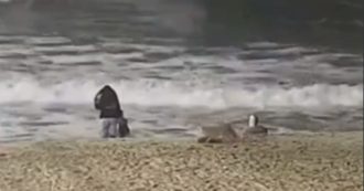 Copertina di Coyote attacca una bambina di due anni che giocava sulla spiaggia: ricoverata in ospedale con ferite alla testa – VIDEO