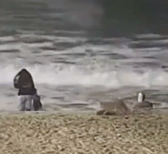 Coyote attacca una bambina di due anni che giocava sulla spiaggia: ricoverata in ospedale con ferite alla testa – VIDEO