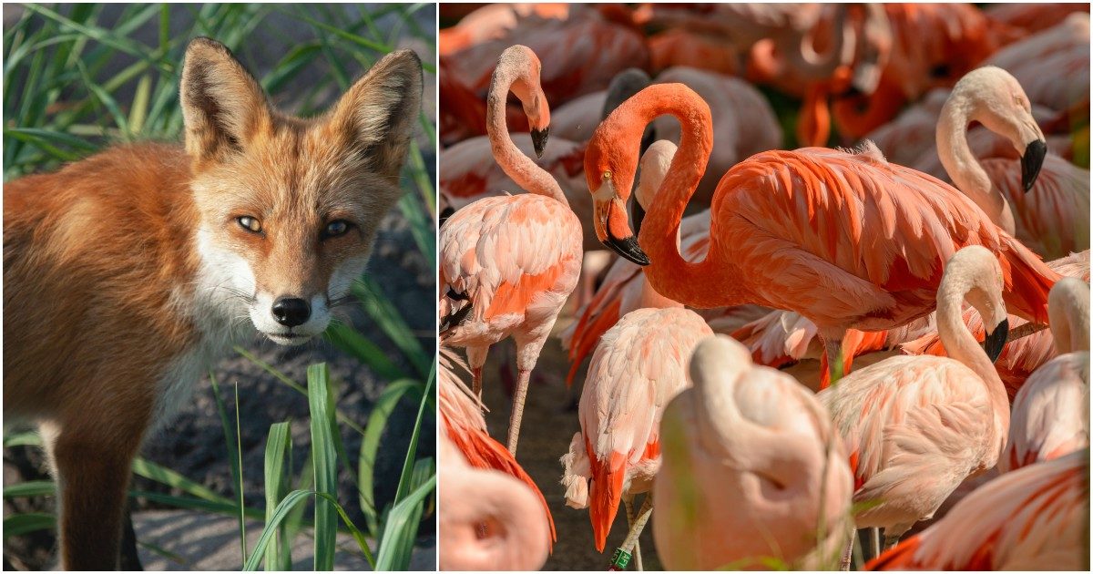 Strage di fenicotteri allo zoo: una volpe rompe entra nel recinto e ne sbrana 25