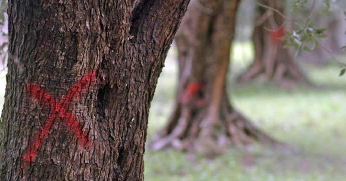 Copertina di Xylella, gli ulivi infetti non sono da abbattere