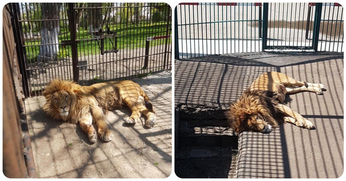 Ucraina, i leoni Simba e Mir messi in salvo. I volontari: “Li abbiamo spostati con un furgone. Presto voleranno in Sudafrica”