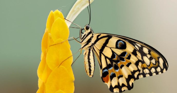 Copertina di Maria Sybilla Merian: una scienziata insegnò alle donne a essere farfalle