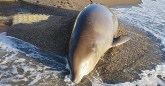 Copertina di Guerra Russia-Ucraina, moria di delfini nel Mar Nero: “Traumi acustici probabilmente causati dai sonar delle navi da combattimento”