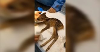 Copertina di Capriola incinta uccisa da un mezzo agricolo: cucciolo salvato con un raro intervento di parto cesareo – Video