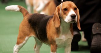 Copertina di Green Hill, assolti in appello il veterinario e i dipendenti dell’allevamento di beagle a Montichiari