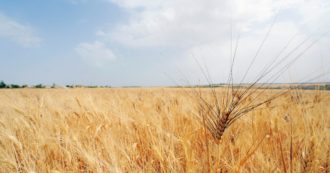 Copertina di Crisi alimentare, l’India vieta l’export di grano. La ministra degli Esteri tedesca: “Portare in treno quello ucraino fino ai porti baltici”
