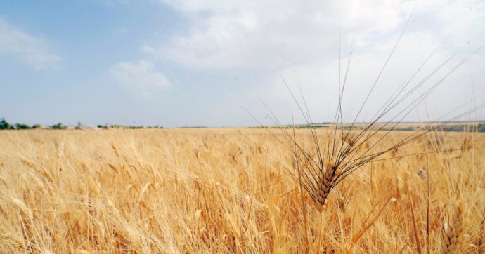 Crisi alimentare, l’India vieta l’export di grano. La ministra degli Esteri tedesca: “Portare in treno quello ucraino fino ai porti baltici”