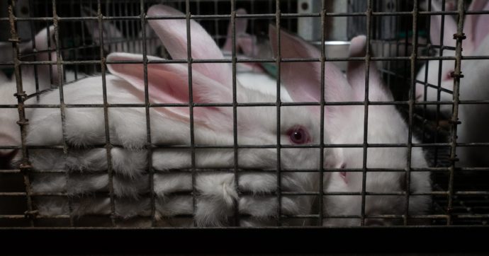 Conigli in gabbia, feriti o deformi per il poco spazio. L’Europa, Italia compresa, vieti questi allevamenti