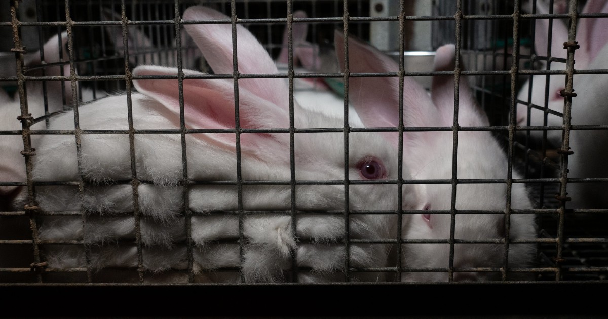 Caged rabbits, injured or deformed due to limited space.  Europe, including Italy, bans these farms