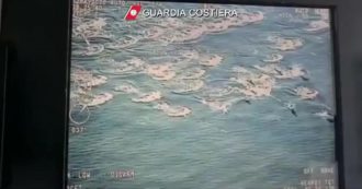 Copertina di Monopoli, avvistato un branco di delfini al largo della costa pugliese: le immagini girate dalla Guardia Costiera – Video