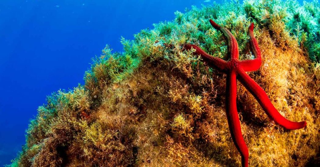 In dieci anni un milione di specie si estinguerà: la biodiversità è in crisi (e pure chi la studia)