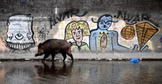 Copertina di Si abbattono i cinghiali sani: “La peste suina è un pretesto”