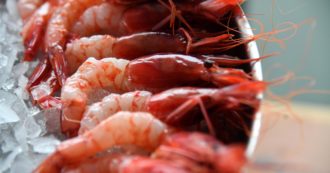 Copertina di Gamberetti & ambiente, perché occorre smettere di mangiarli