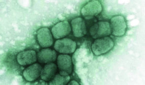 Copertina di Vaiolo delle scimmie, in Italia 6 casi. C’è il primo positivo anche in Lombardia. Lo Spallanzani: “Virus correlato a focolai Ue”