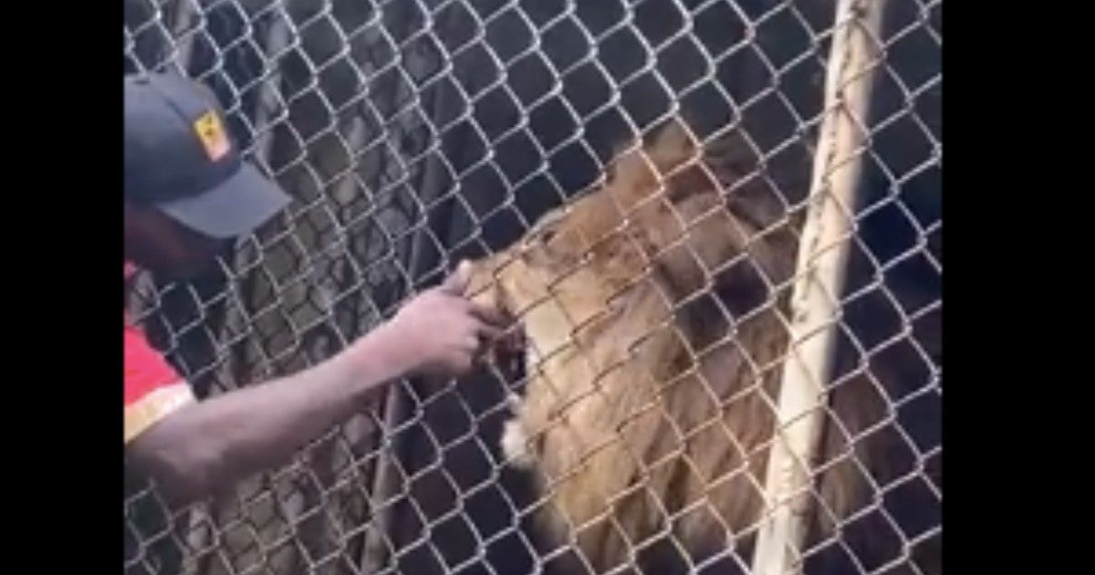 Guardiano dello zoo mette la mano contro la rete, il leone lo azzanna e gli strappa un dito: “Pensavamo fosse uno spettacolo, poi il panico”