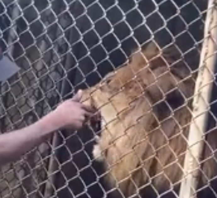 Guardiano dello zoo mette la mano contro la rete, il leone lo azzanna e gli strappa un dito: “Pensavamo fosse uno spettacolo, poi il panico”