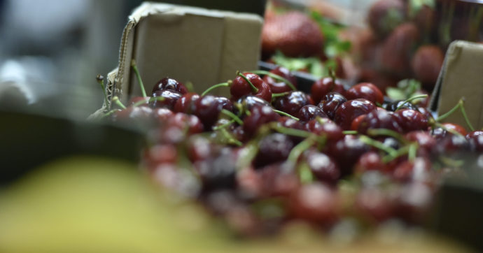 Pesticidi nella frutta, “+53% di contaminazione in nove anni: sono tossiche metà delle ciliegie vendute in Ue”. Il rapporto di Pan Europe