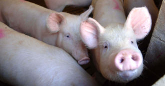 Copertina di McDonald’s dice no alla richiesta di trattamenti meno crudeli per i maiali. “Ci costringerebbe ad alzare i prezzi”