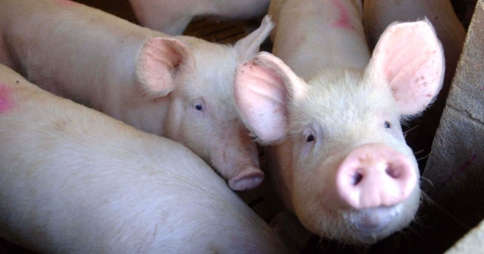 McDonald’s dice no alla richiesta di trattamenti meno crudeli per i maiali. “Ci costringerebbe ad alzare i prezzi”
