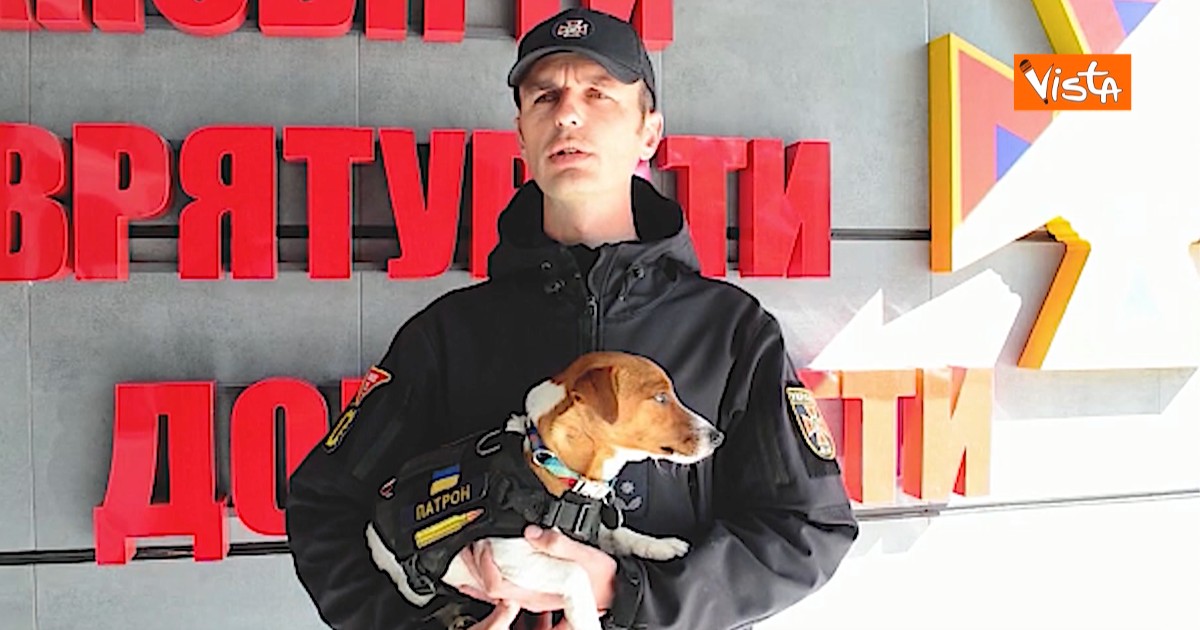 Ucraina, il cane eroe Patron premiato a Cannes: con il suo fiuto ha aiutato gli artificieri a liberare interi villaggi dalle mine russe