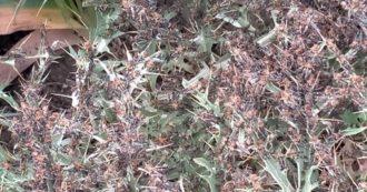 Copertina di Sardegna, l’invasione delle cavallette voraci sottovalutata sta mettendo in ginocchio l’agricoltura: “Ora si incentivi la coltivazione”