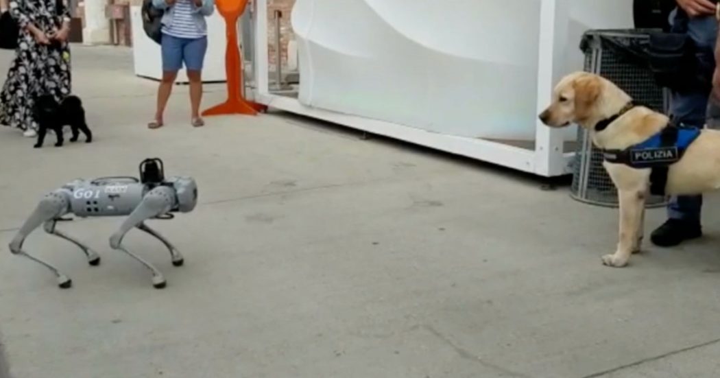 Venezia, l’incontro tra un cane robot e un cane poliziotto durante il Salone Nautico: ecco come reagisce l’animale di fronte alla tecnologia