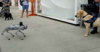 Copertina di Venezia, l’incontro tra un cane robot e un cane poliziotto durante il Salone Nautico: ecco come reagisce l’animale di fronte alla tecnologia