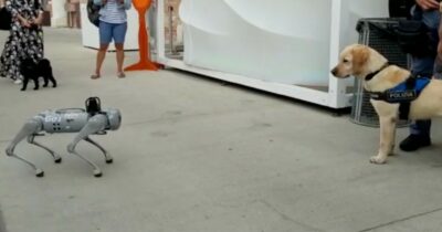 Copertina di Apre a Torino il primo negozio di cani robot: “Sono perfetti da guardia per le ronde notturne, ma giocano e fanno capriole come i veri cuccioli”. Ecco quanto costano