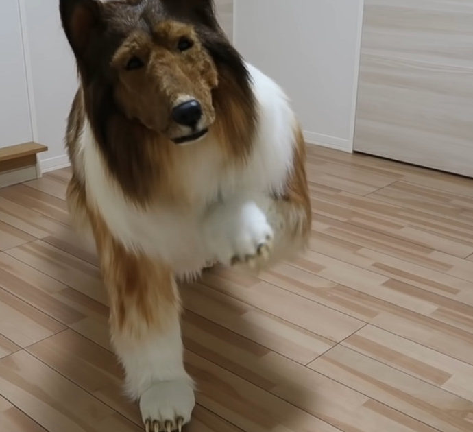 Spende 15 mila euro per un “diventare” un cane di razza collie: ecco l’incredibile video