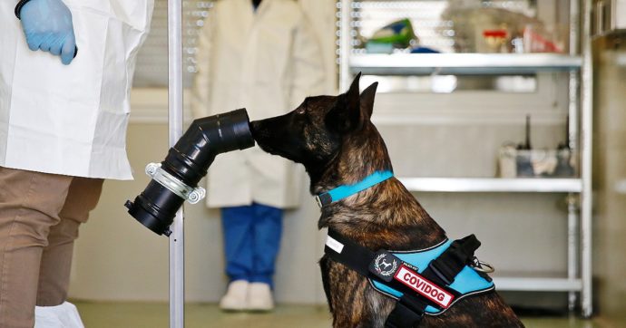 I cani anti Covid? Lo studio: “La sensibilità del loro fiuto più alta del test antigenico”