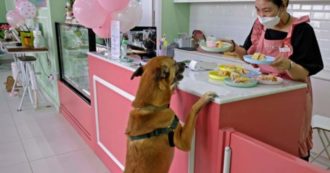 Copertina di Il primo bar che serve dolci e caffé solo ai cani ha aperto a Dubai: ecco come funziona – VIDEO