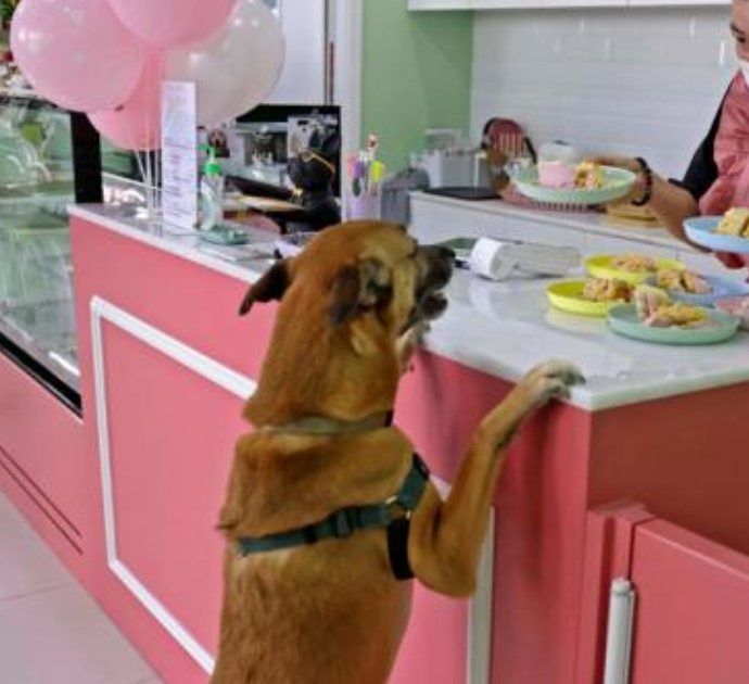 Il primo bar che serve dolci e caffé solo ai cani ha aperto a Dubai: ecco come funziona – VIDEO