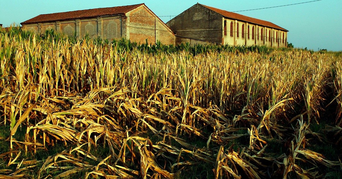 Giornata mondiale dell’ambiente | Mesi di siccità ed eventi estremi: agricoltura in ginocchio tra clima, costi di risemina e rincari di materie prime. “Colture estive a rischio”