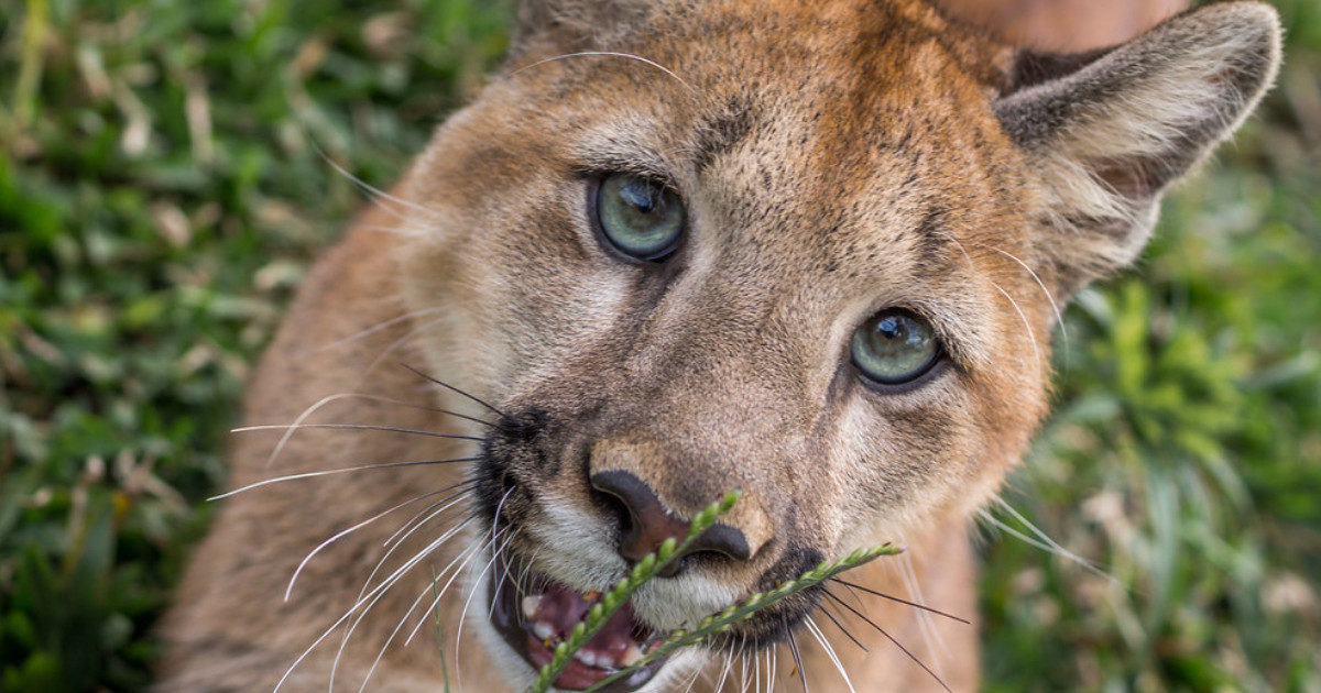 Bimba di 9 anni attaccata da un puma: si salva nonostante le terribili ferite