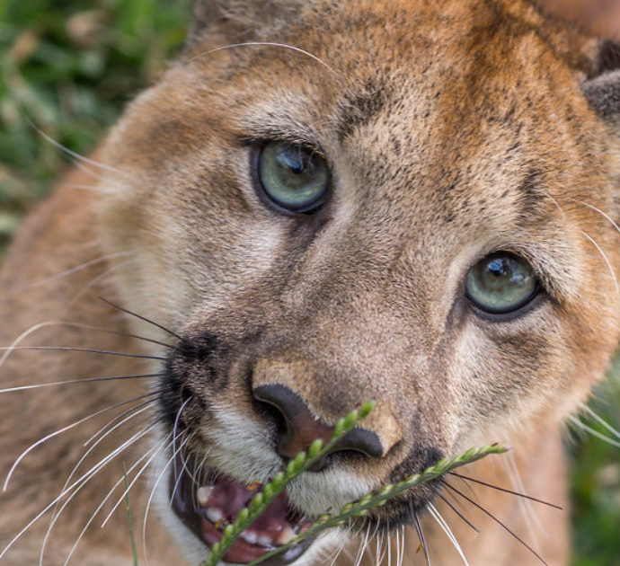 Bimba di 9 anni attaccata da un puma: si salva nonostante le terribili ferite