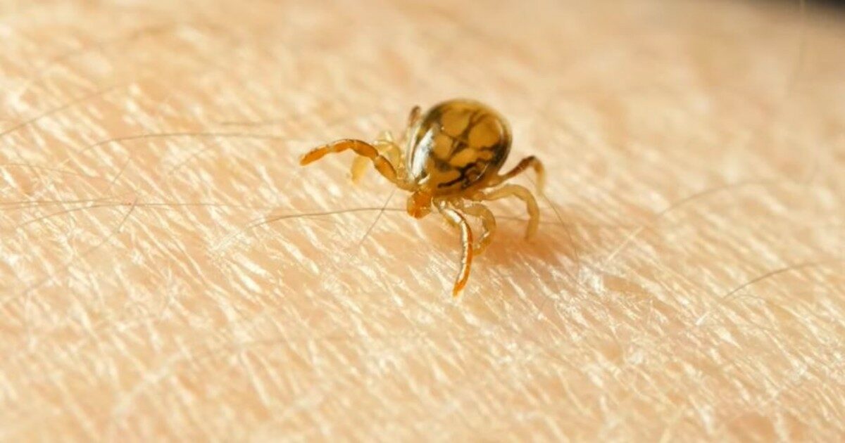 “Il suo cervello è esploso. Dovete proteggervi e cercare il giusto rimedio dopo l’infezione”: muore dopo il morso di una zecca e la famiglia fa un appello