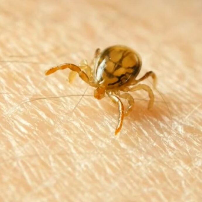 “Il suo cervello è esploso. Dovete proteggervi e cercare il giusto rimedio dopo l’infezione”: muore dopo il morso di una zecca e la famiglia fa un appello