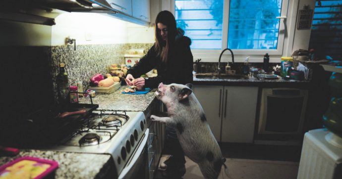 Che genio quel maiale: “Creativo, giocoso e pulito”