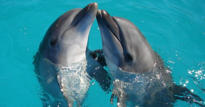 Copertina di La forza di Cora: imparare ad ascoltare i delfini pur essendo sorda