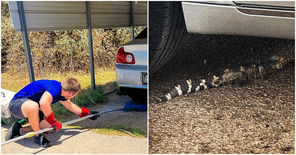 Trova un alligatore sotto la sua auto parcheggiata: la cattura rocambolesca e il “giallo” su come sia arrivato fin lì